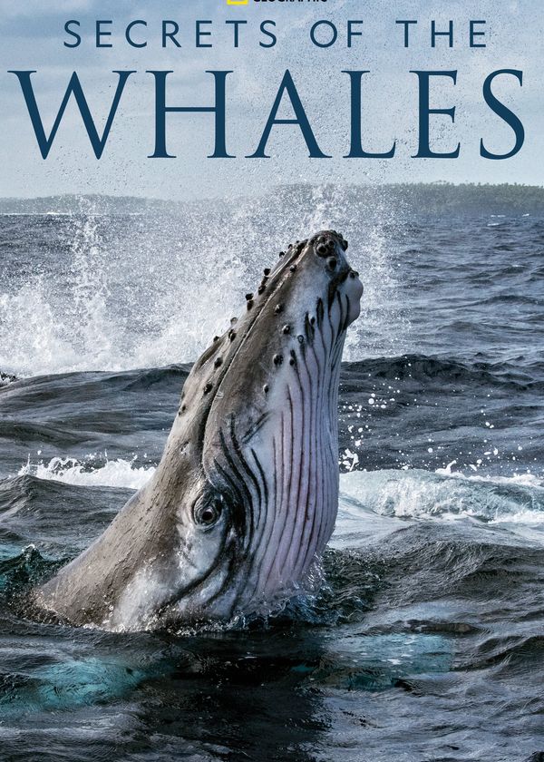 Bí Ẩn Của Loài Cá Voi