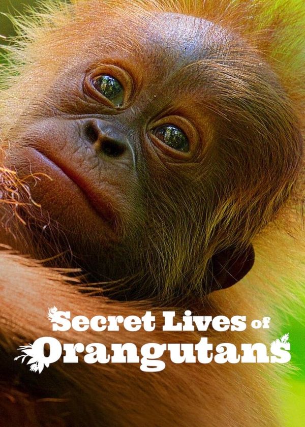 Cuộc sống bí mật của đười ươi