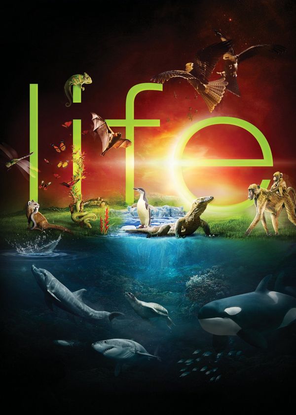 Cuộc Sống Hoang Dã