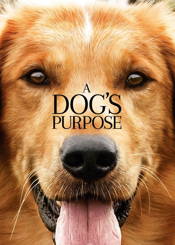 Mục Đích Sống Của Một Chú Chó