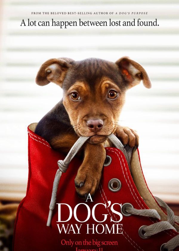 Đường Về Nhà Của Cún Con