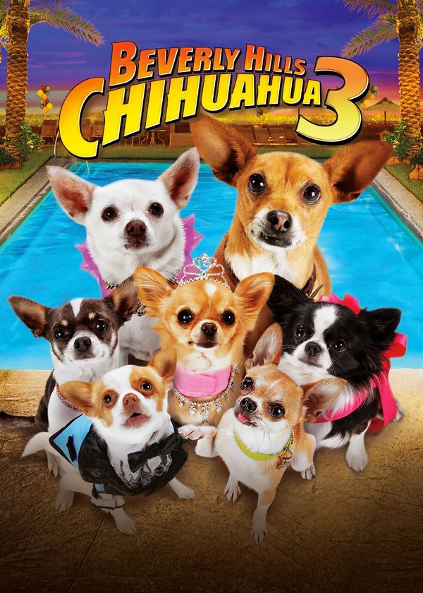 Những Chú Chó Chihuahua 3