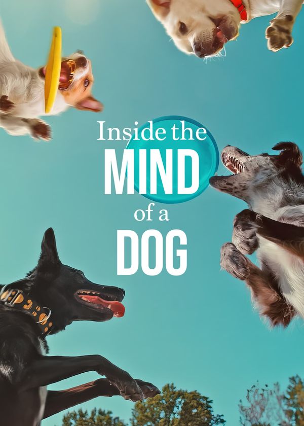 Những chú chó nghĩ gì