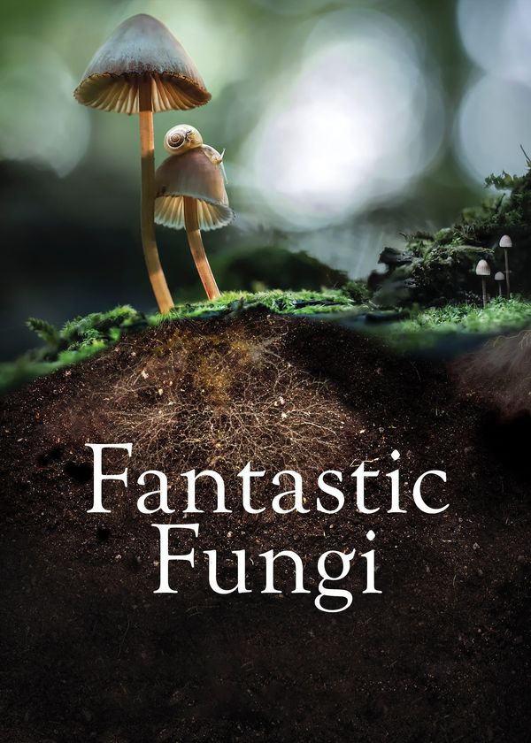 Sự Kỳ Diệu Của Nấm