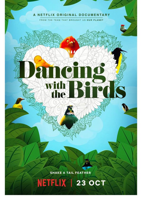 Vũ Điệu Của Loài Chim